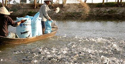 Bài toán tháo gỡ khó khăn ngành cá tra