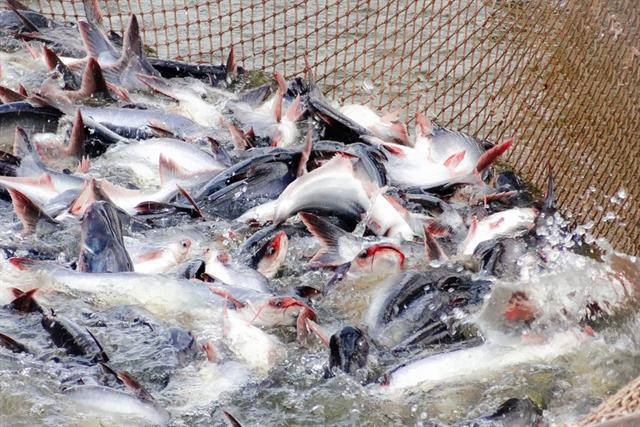 Giá cá tra thấp kỉ lục trong 10 năm qua, chưa có dấu hiệu phục hồi