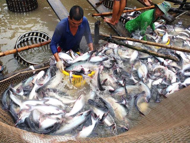 Kiểm soát an toàn thực phẩm cá da trơn xuất khẩu sang Hoa Kỳ