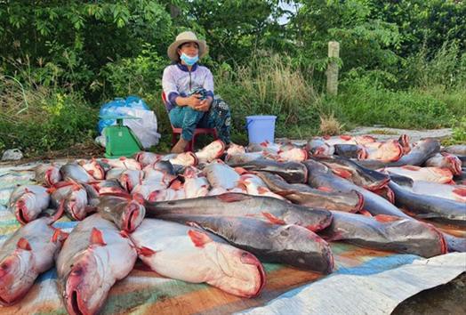 Cá tra bế tắc xuất khẩu, đành ra "nằm đường"