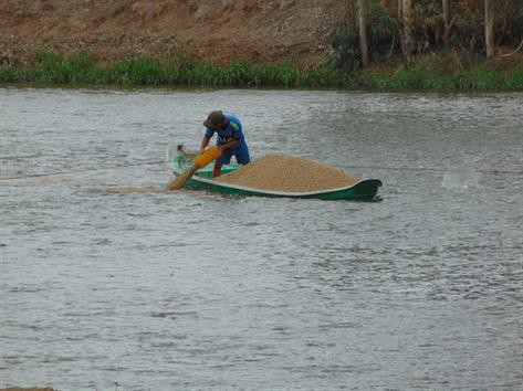 Cá tra tăng giá mạnh, thị trường cá giống nhộn nhịp hẳn