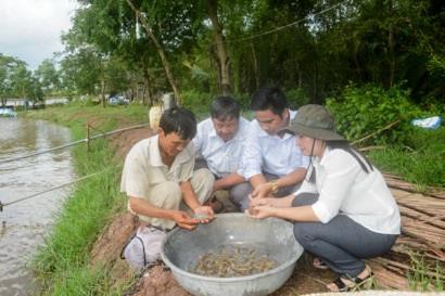 Cần chủ động đề phòng dịch bệnh trên tôm