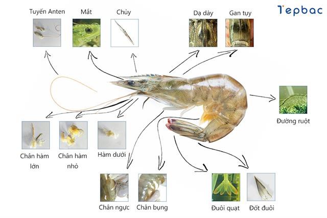Chi tiết cấu tạo tôm thẻ chân trắng