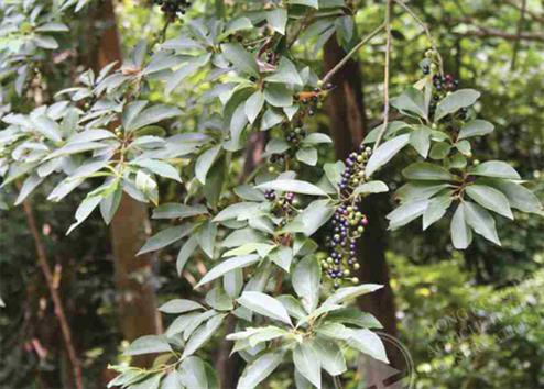 Đánh giá ảnh hưởng của lá cây màng tang lên khả năng kháng bệnh do vi khuẩn (Aeromonas hydrophyla) của cá trắm cỏ (Ctenopharyngodon idella)