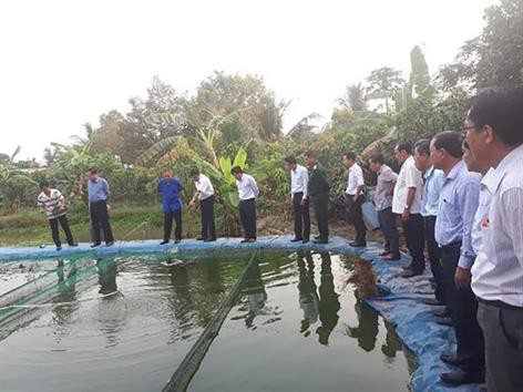 Nuôi đàn cá ví như "nhân sâm nước" mà bao nhiêu người đến xem
