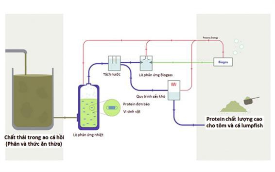 Những sản phẩm mới từ chất thải trong ao cá
