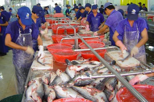 Sản xuất nước mắm từ phụ phẩm cá tra