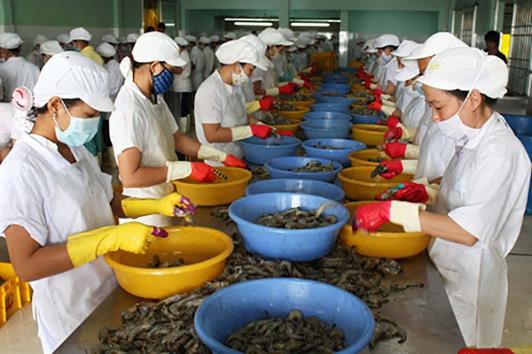 Tôm nguyên liệu chỉ đáp ứng tối đa 70% cho nhu cầu chế biến, xuất khẩu
