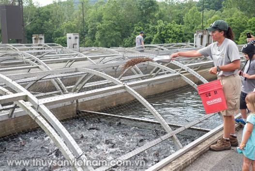 Chiến lược dinh dưỡng cải thiện hệ tiêu hóa thủy sản
