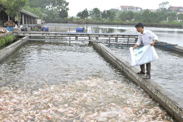 Xã vùng ven khuyến khích nuôi cá công nghệ cao