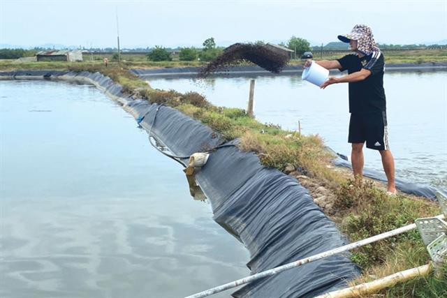 Bỏ tôm chuyển sang nuôi cá bà con thu lãi lớn