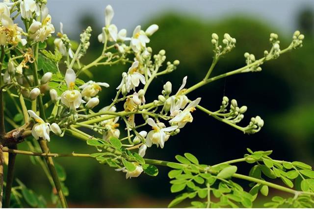 “Cây thần kỳ” có hiệu quả cao trong nuôi trồng thủy sản