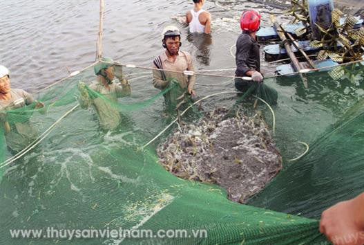 Chuyển giao nhiều mô hình hiệu quả