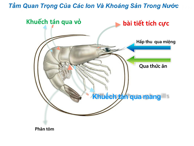 Cách tối ưu hóa chế độ dinh dưỡng cho tôm ở độ mặn thấp