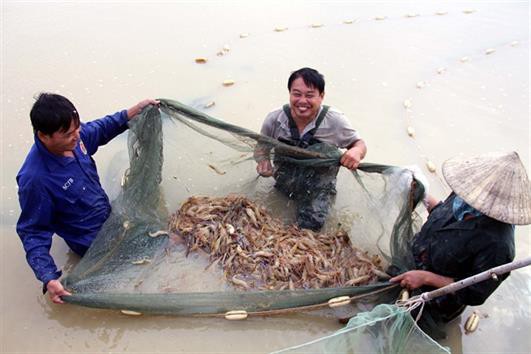 Con tôm 'ôm' cây lúa, một vốn bốn lời