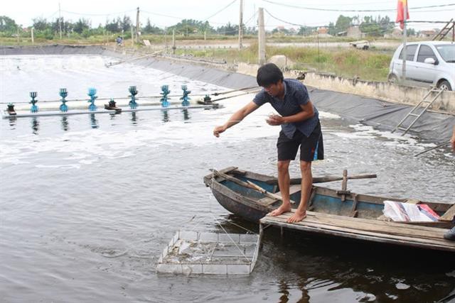 3 giai đoạn quan trọng cần biết khi cho tôm ăn