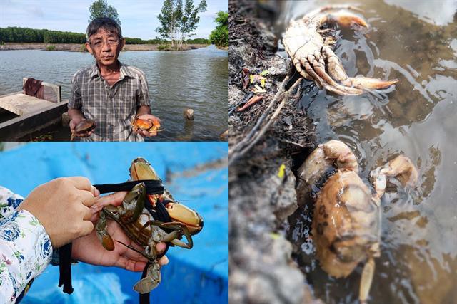 Cà Mau: Nguyên nhân, cách khắc phục hiện tượng cua chết bất thường