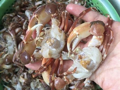 Cua đồng, cua biển "cháy hàng" trong ngày nắng như "đổ lửa"