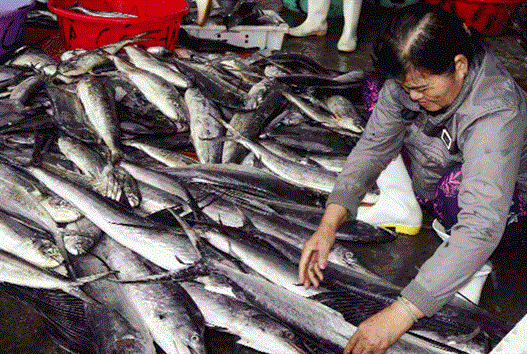 “Cung phụng” chủ tàu cá