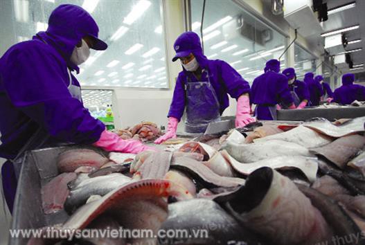 Xuất khẩu cá tra: Niềm vui mới, nỗi lo mới