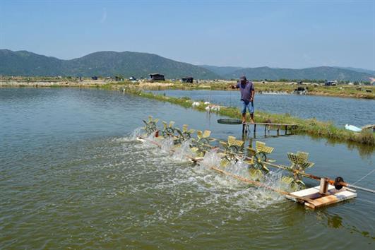 26,5ha tôm nuôi ở Phú Yên nhiễm dịch bệnh