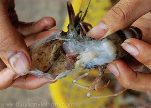 Dịch bệnh thủy sản giảm mạnh