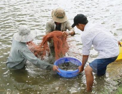 Diện tích nuôi tôm công nghiệp có xu hướng tăng