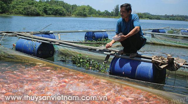 Theo dõi chặt chẽ để bảo vệ đàn cá nuôi