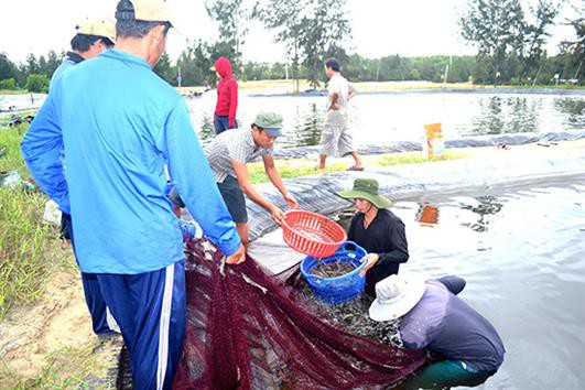 Dùng chế phẩm sinh học cho tôm: Hướng phát triển bền vững