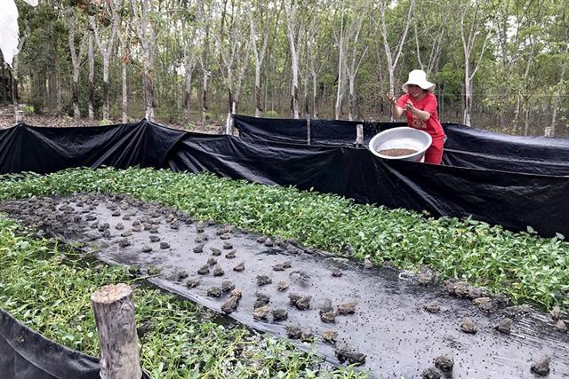 Ngọt thơm hương vị ếch đồng An Lập...