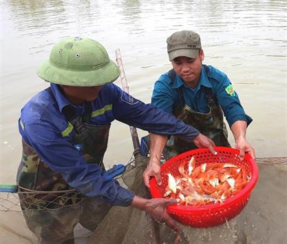 Gặp "vua cá giống" xứ Nghệ