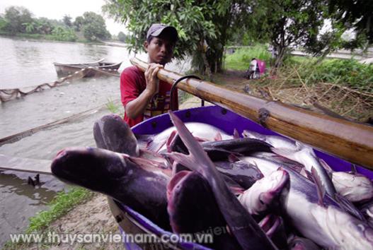 Giá cá kỷ lục và những băn khoăn