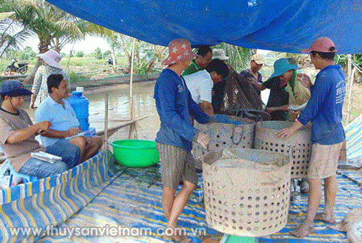 Giá cá lóc thương phẩm tăng cao