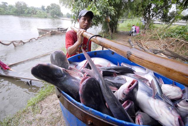 COVID-19 thay đổi ngành cá tra Việt Nam?