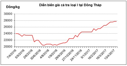 Giá cá tra nguyên liệu tại Đồng bằng sông Cửu Long "hạ nhiệt"