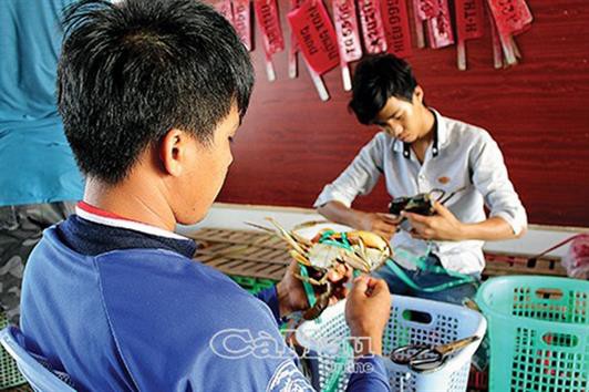 Giá cua liên tục tăng, người nuôi phấn khởi