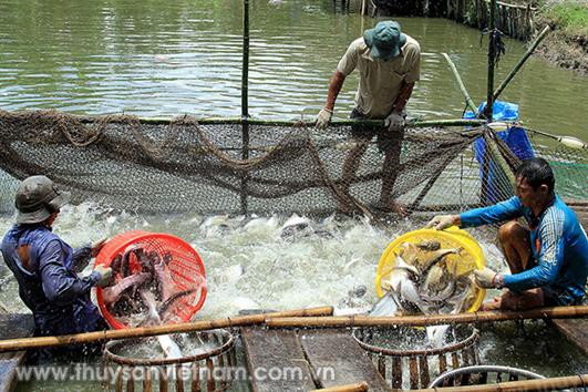 Gia tăng nhu cầu tiêu thụ các sản phẩm thủy sản chế biến