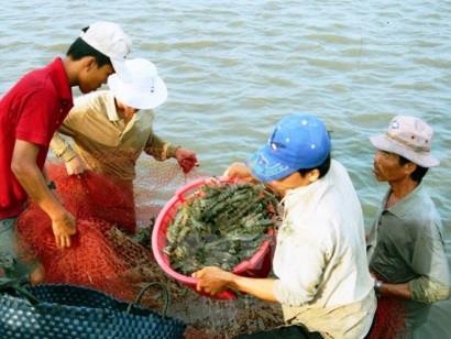 Giá tôm “hấp dẫn”, người dân Bạc Liêu tập trung thả nuôi vụ mới