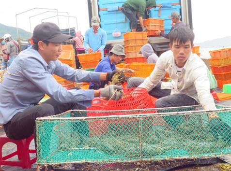 Giá tôm hùm thương phẩm tăng cao kỷ lục