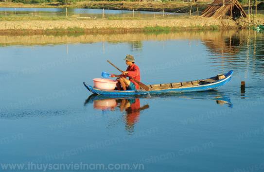 Giải pháp phòng trừ dịch bệnh trên tôm