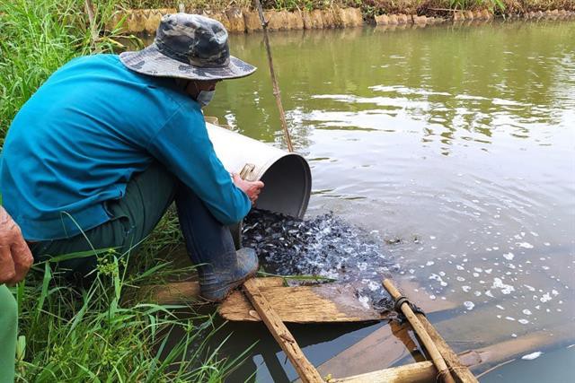 Triển khai mô hình nuôi cá rô đầu vuông đảm bảo an toàn thực phẩm