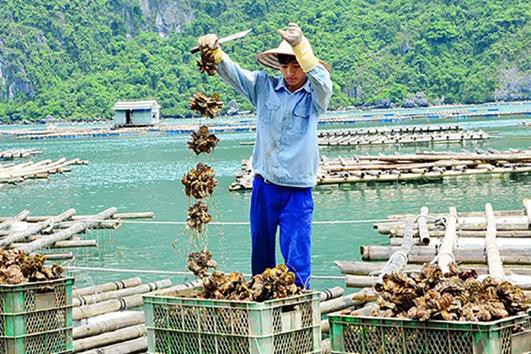 COVID-19: Hải sản nằm dưới biển, nông dân ngồi trên lửa