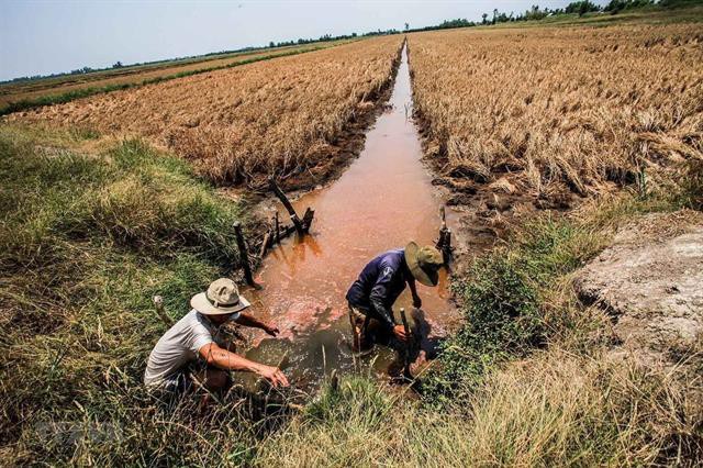 Bến Tre: Xâm nhập mặn dự báo tiếp tục vào sâu hơn 60km