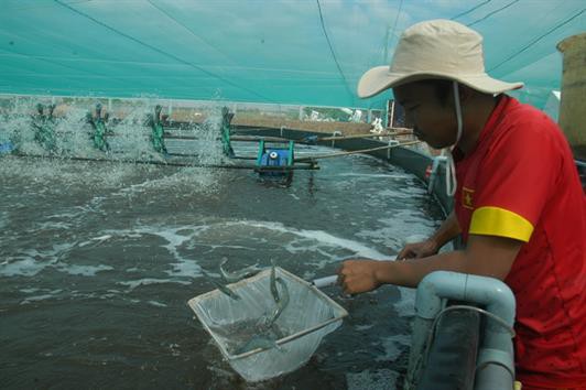 Bạc Liêu: Hiệu quả mô hình nuôi tôm siêu thâm canh