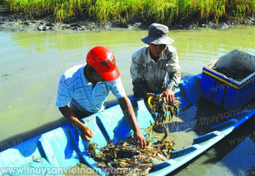 Nâng cao hiệu quả mô hình tôm càng xanh - lúa