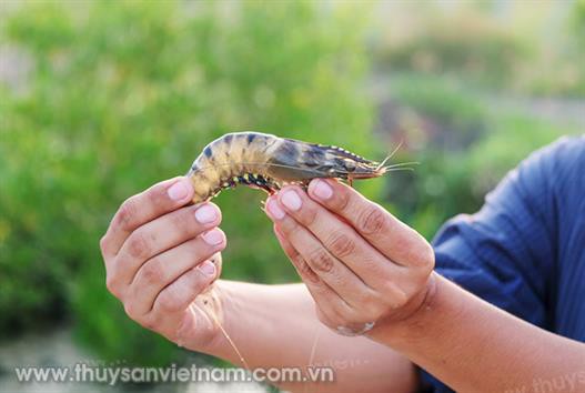 Hiệu quả nuôi tôm sú 2 giai đoạn