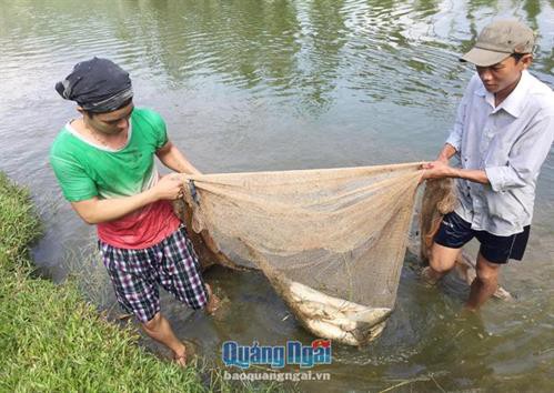 Hộ nuôi cá nước ngọt được mùa