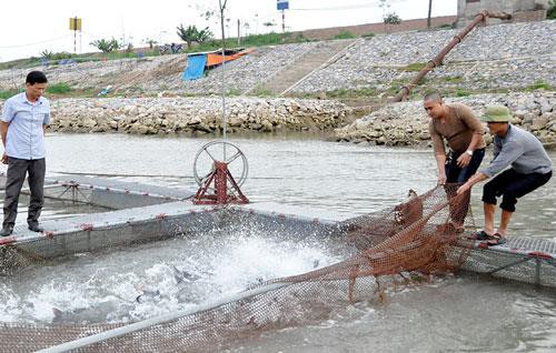 Bắc Ninh: Hợp tác xã đi đầu trong chăn nuôi thủy sản VietGap