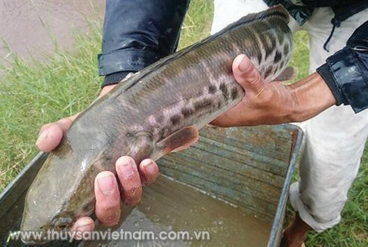 Hứa hẹn mô hình nuôi cá chuối hoa mới