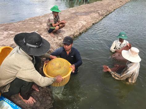 Hứng khởi vào vụ tôm mới ở ĐBSCL